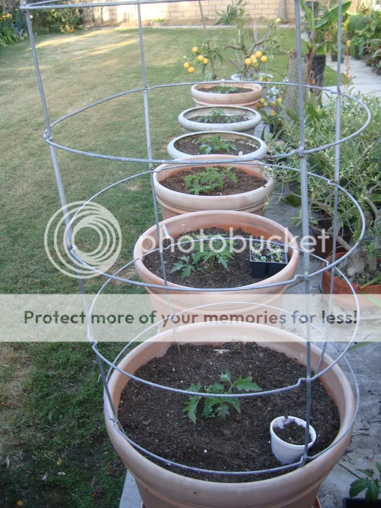  photo DSC05829_zps515cb2f7.jpg